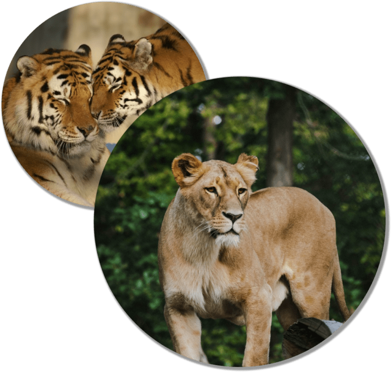 zoo safari hradec kralove